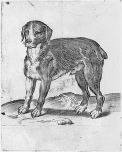 Hond